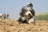 BEARDED COLLIE 214